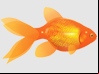 Fishy Poker Tourneys at Party
