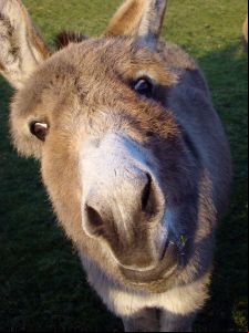 Poker Donkey
